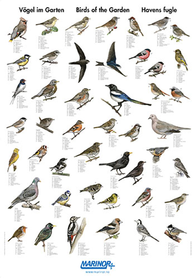 Plakat Småfugler
