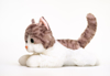 Knøtte. Teddy Katt